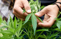 Comment cultiver du cannabis chez soi : guide pour débutants