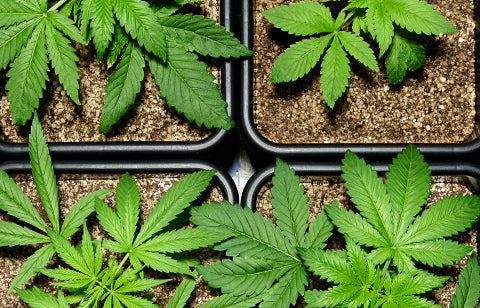 Ask a Bud: Getting Ready to Grow Outdoors