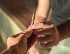 Le cannabis est-il une drogue d’initiation?