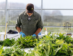 Notes de terrain sur le cannabis en Ontario : À quoi ressemble une récolte de cannabis dans une ferme biologique en extérieur?