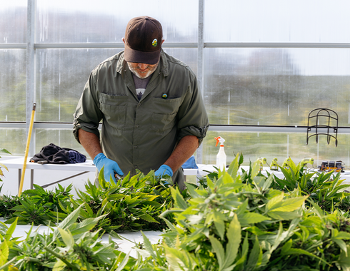 Ontario Cannabis Fieldnotes: Greenman Acres