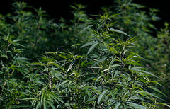 CBD dérivé du chanvre et CBD dérivé du cannabis: Quelle est la différence?