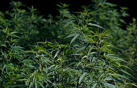 Hemp CBD vs. Cannabis CBD: What’s the Difference?