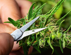 How to Trim, Dry & Cure Cannabis Plants
