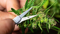 How to Trim, Dry & Cure Cannabis Plants