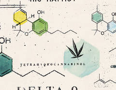 Intoxicating and Non-Intoxicating Cannabinoids