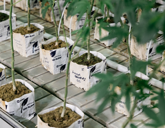 Ontario Cannabis Fieldnotes: Kronic from Kronic Relief