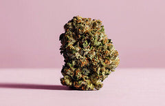 Informations sur la souche Pink Kush