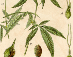 What Is a Cannabis Strain?