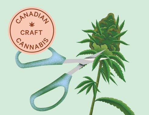 How Craft Cannabis Is Made