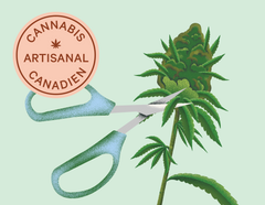 Comment est produit le cannabis artisanal