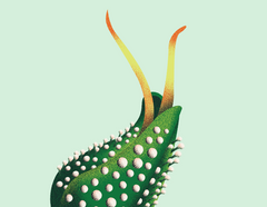 Anatomie de la plante de cannabis : les parties de la plante