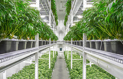 Informations sur la souche Sour Diesel