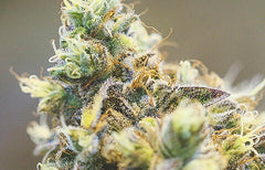 Informations sur la souche Wedding Cake