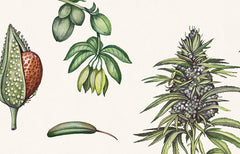 La plante de cannabis