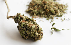Les effets du cannabis : à court et à long terme