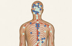 Le système endocannabinoïde : Qu’est-ce que c’est et comment ça marche?