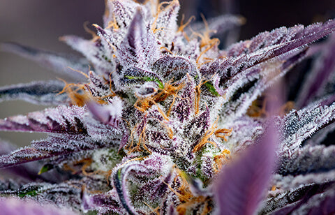 Black Cherry Punch Strain Info