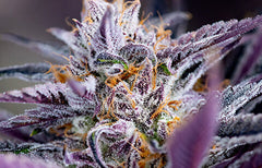 Informations sur la souche Black Cherry Punch