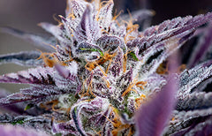 Informations sur la souche Black Cherry Punch