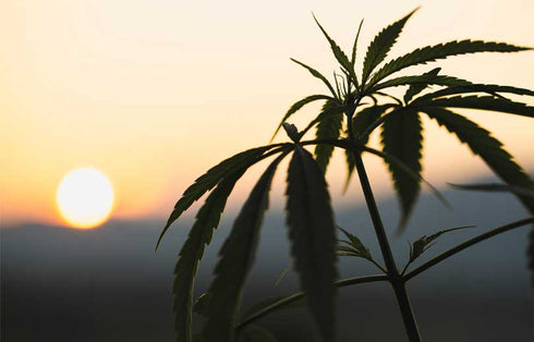 A Brief History of Cannabis, Part 1