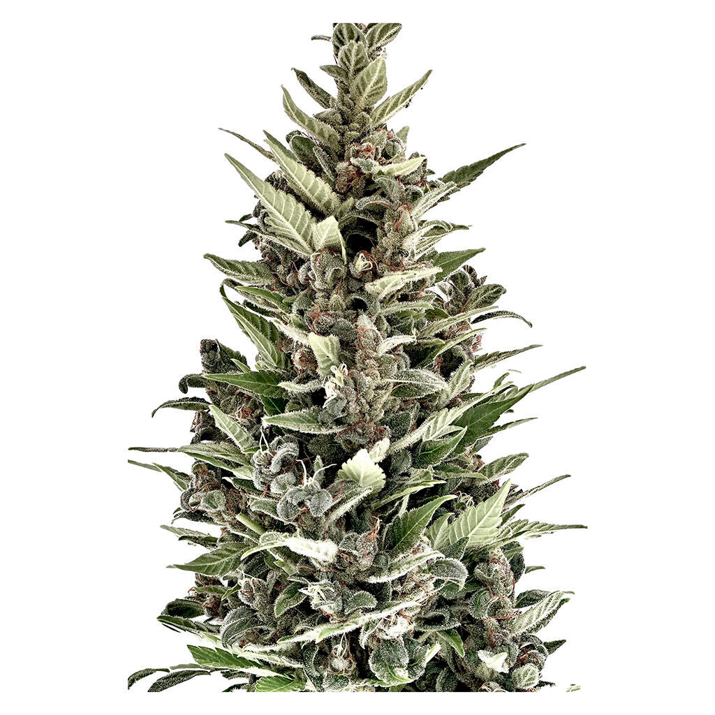 Mendocino Cherry Pie THC Auto - Regular Seeds - 