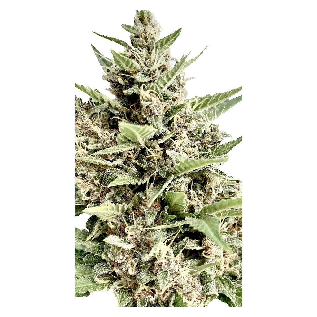 Modified Kush Mints - Graines Féminisées
