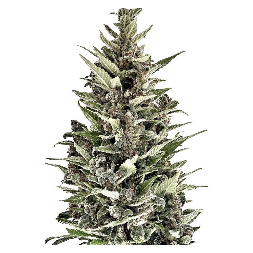 Mendocino Cherry Pie THC Auto - Regular Seeds