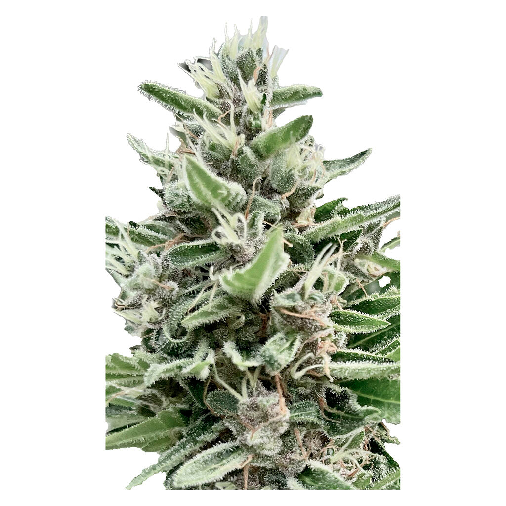 Apple Truffle Breath - Feminized