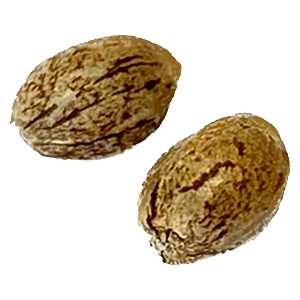 Modified Animal Cookies - Feminized - 