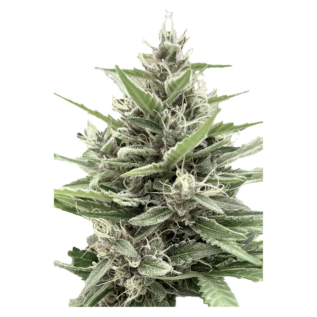 Modified Animal Cookies - Feminized - 