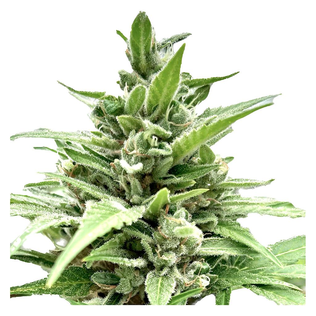 Tangerine Truffle Breath - Feminized Seeds - 