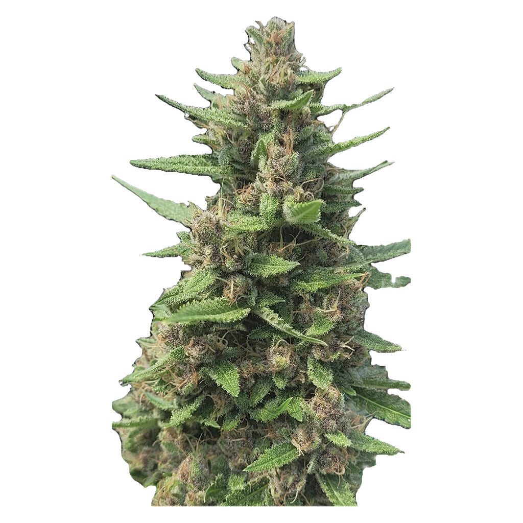 Auto Papaya Apricot Feminized Seeds