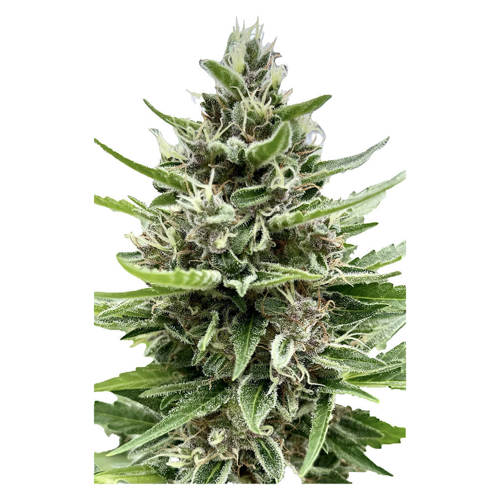Auto Gelato Biscotti Feminized Seeds - 