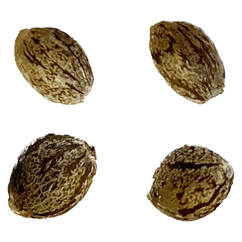 Photo Auto Gorilla Grape Feminized Seeds