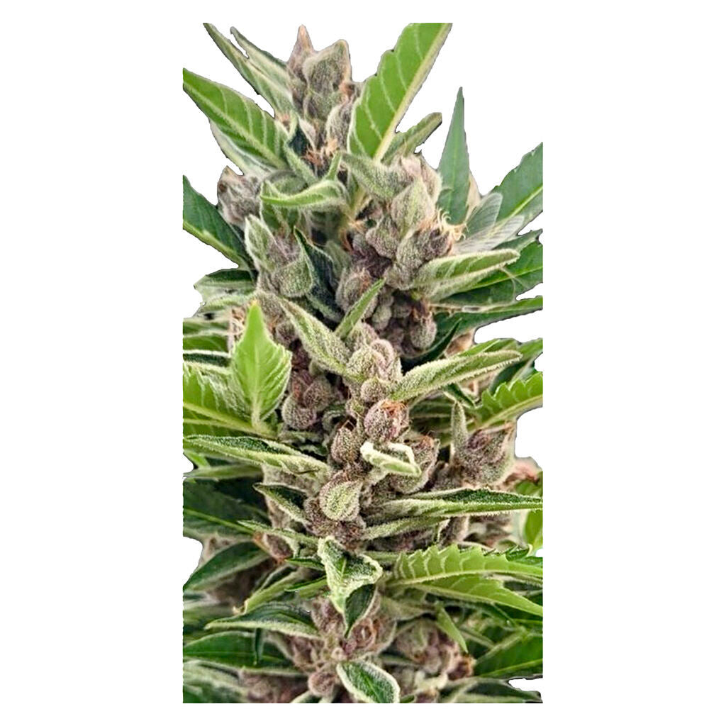 Auto Gorilla Grape Feminized Seeds
