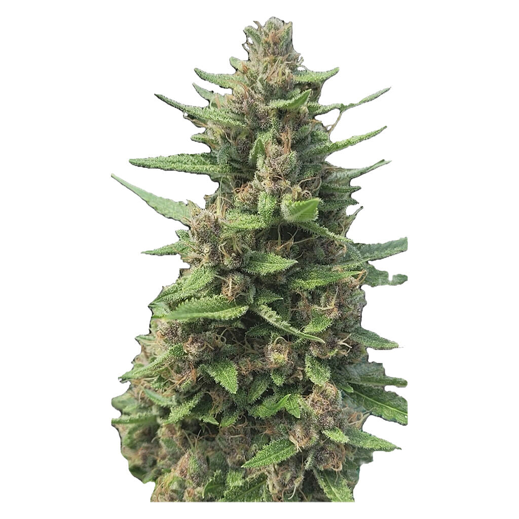 Raspberry Ortega Northern Lights THC AUTO Feminized - 