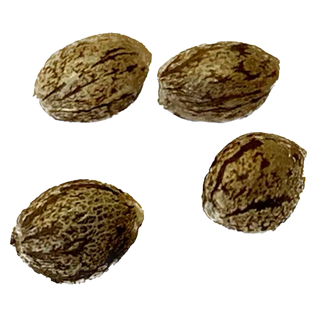 Pure CBD Gorilla Citrus Photo Feminized - 