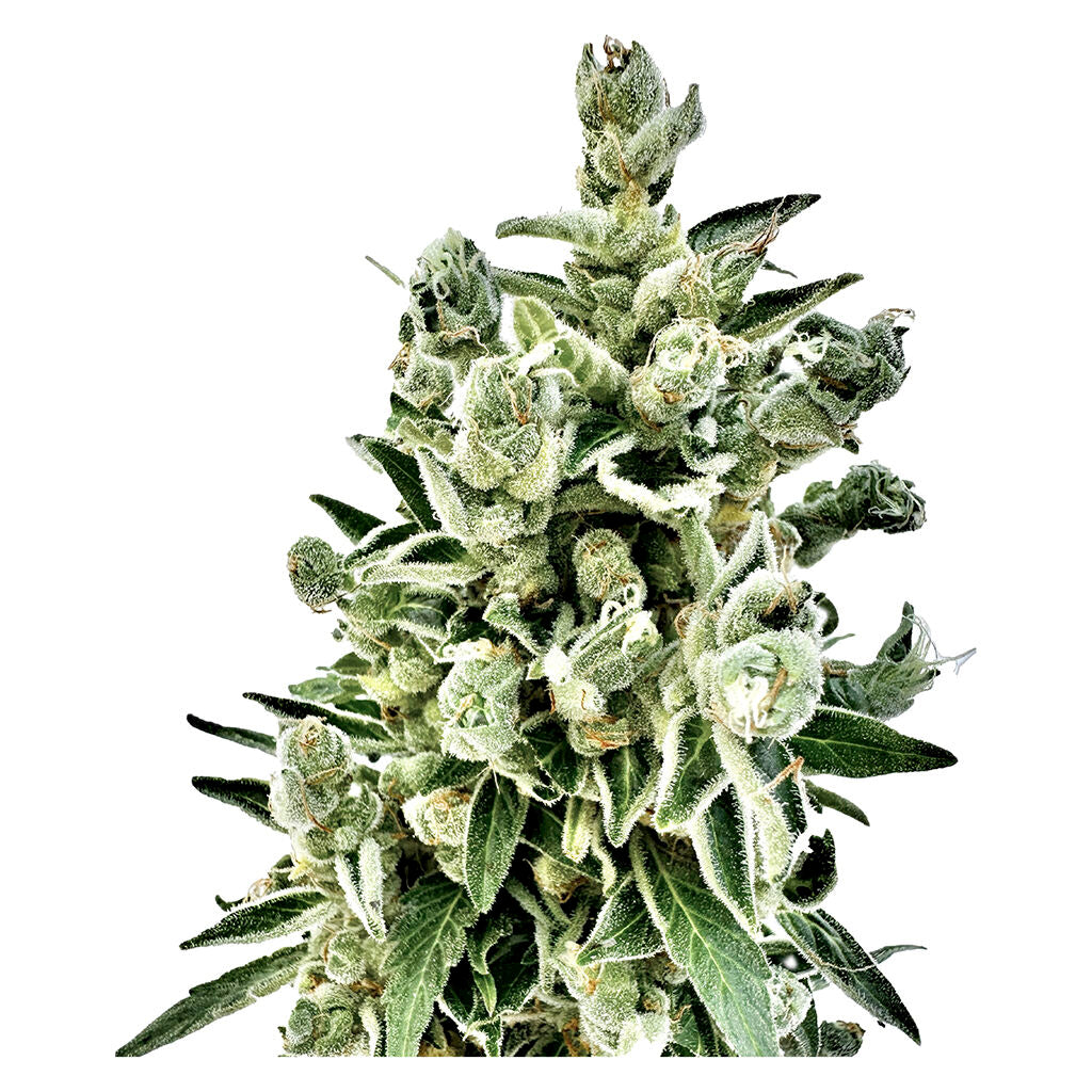 Pure CBD Gorilla Citrus Photo Feminized