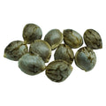 Crown Jewelz Regular Seeds
