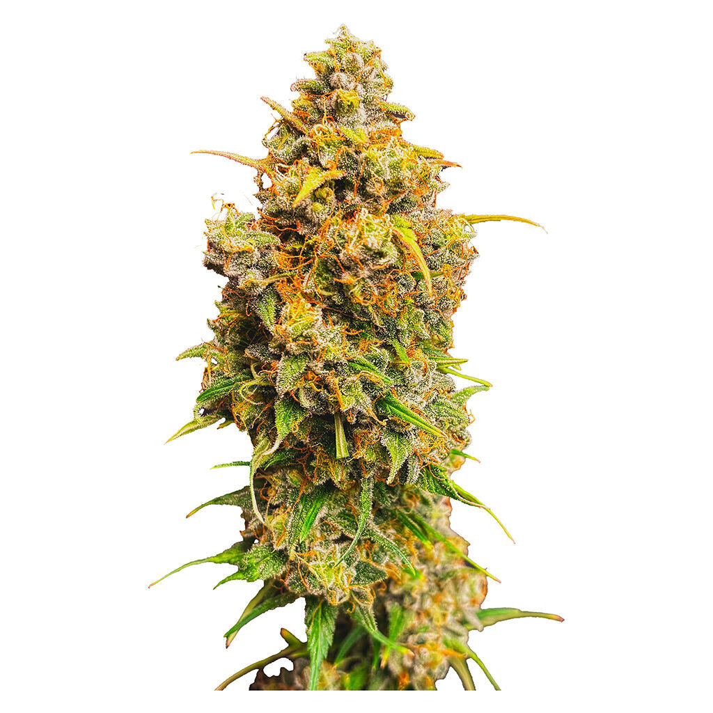 Crown Jewelz Regular Seeds