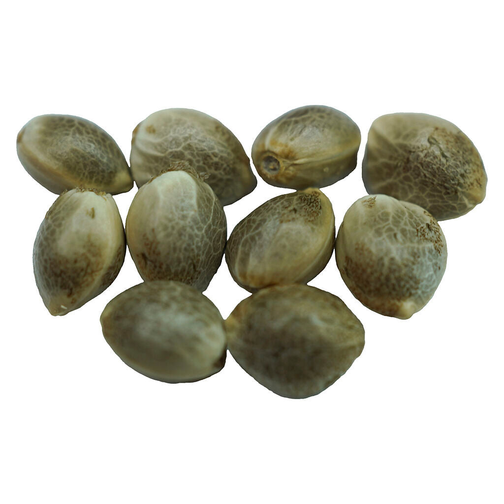 Diamond Scout Regular Seeds