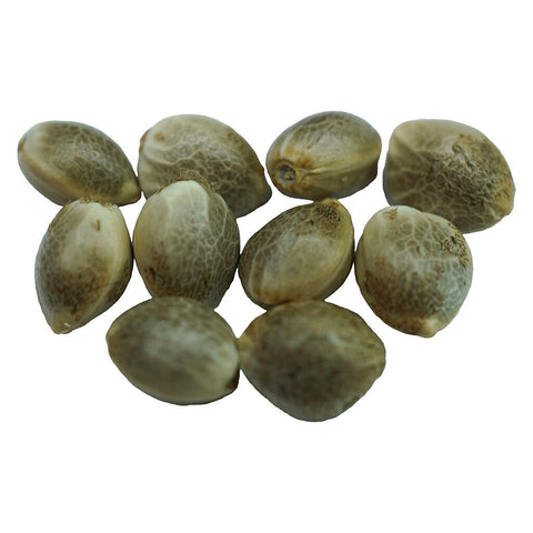Photo Diamond Scout Regular Seeds