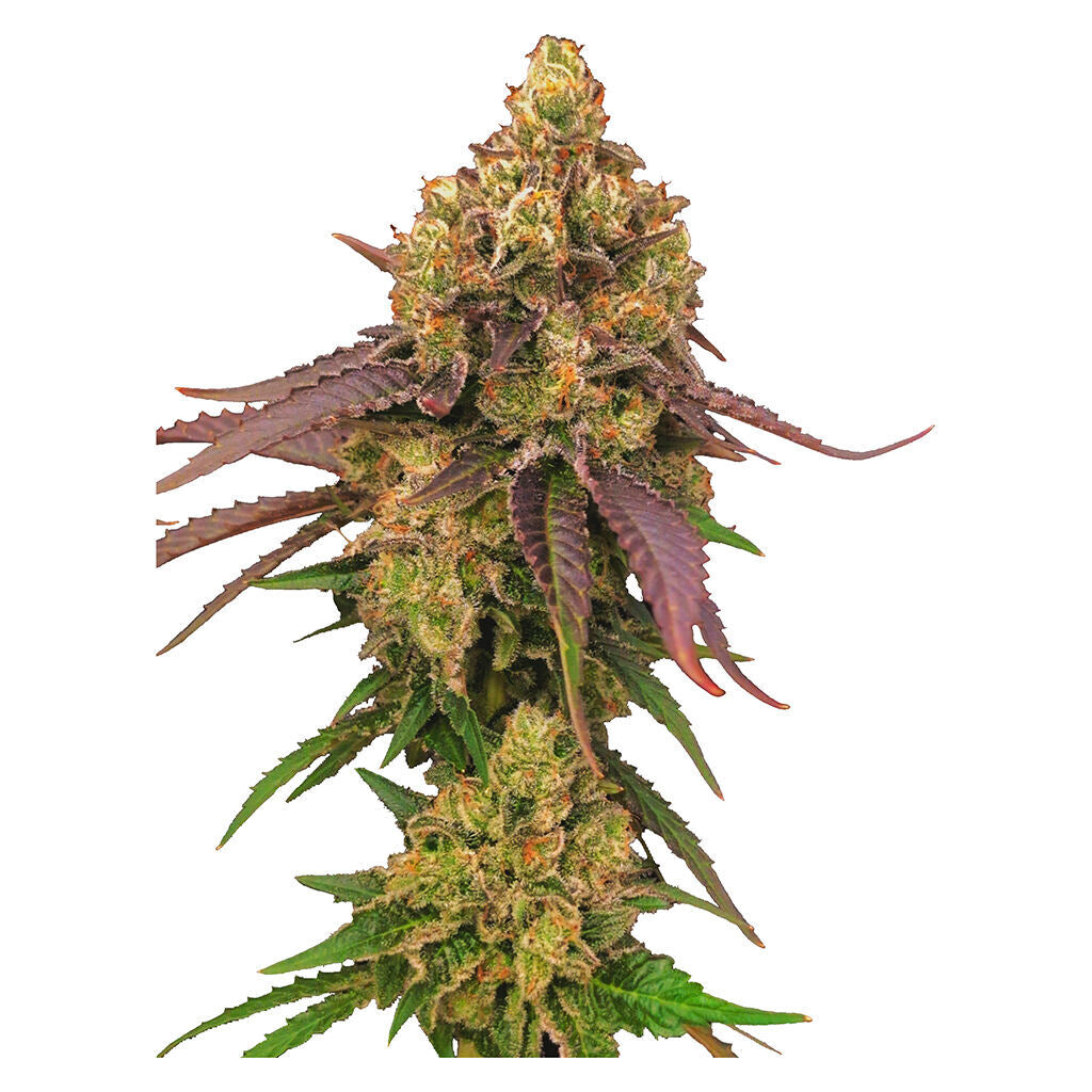 Diamond Scout Regular Seeds
