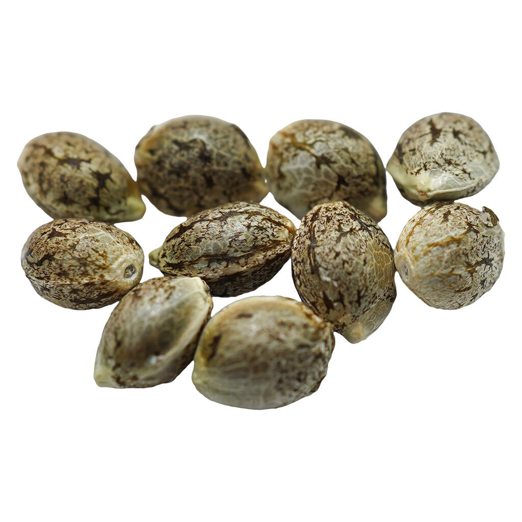 Ruby Tuesday Regular Seeds