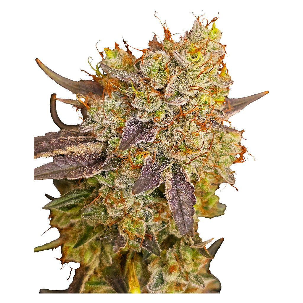Ruby Tuesday Regular Seeds