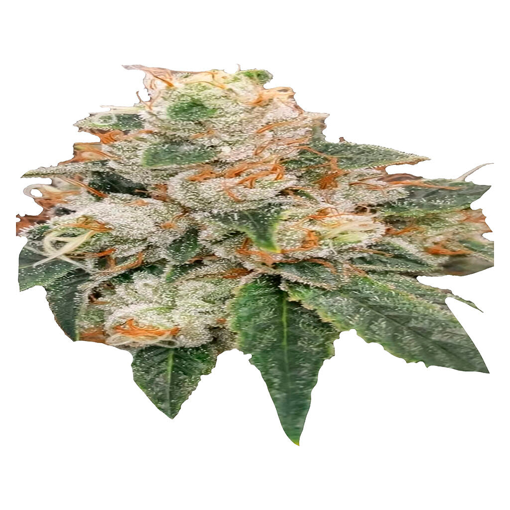 Trainwreck x Donny OG - 
