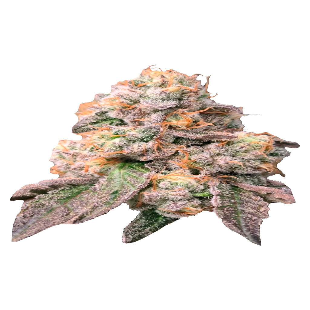 Chronic Tonic x Zombie Kush - 