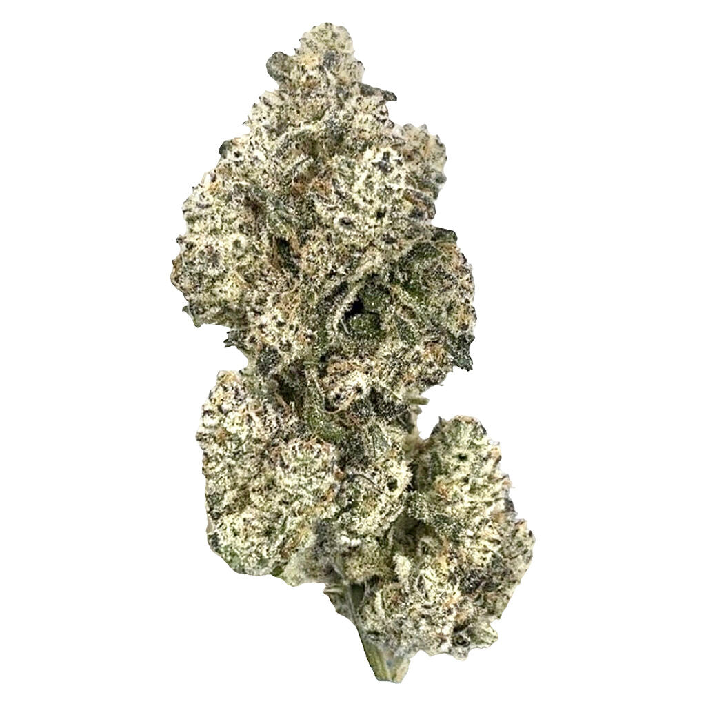 Royal Dive #5: Purple Zombie