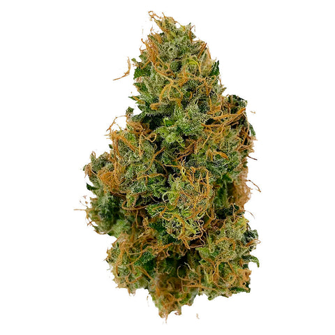 Photo Afghani Bullrider